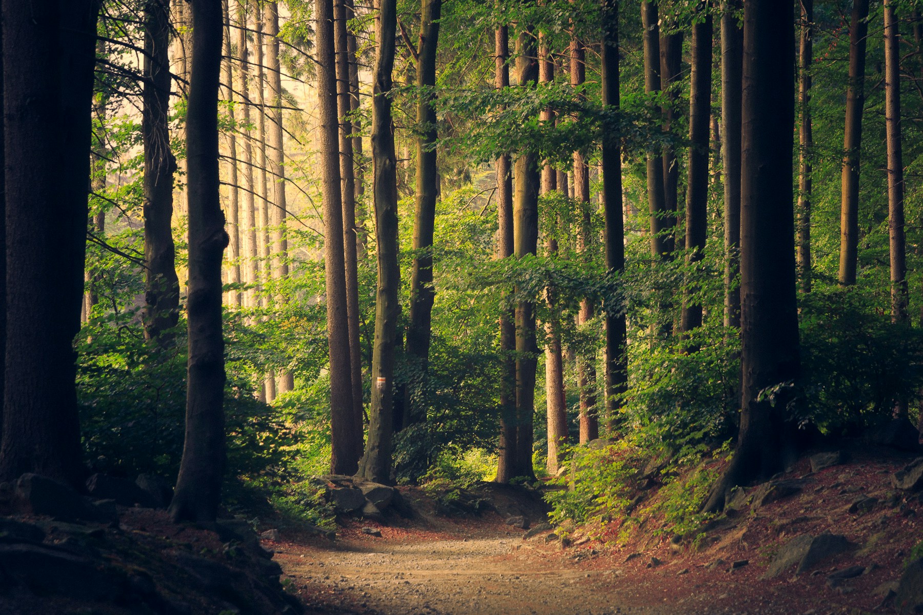 Paesaggio forestale illustrativo